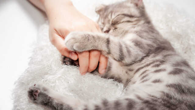 Μπορεί η γάτα σας να νιώσει τα συναισθήματά σας; Τι λένε έρευνες