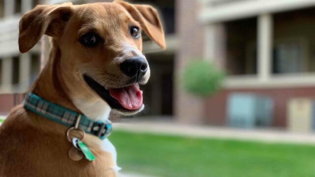 Νιώθει ο σκύλος σας ασφαλής μαζί σας; Αυτά είναι τα σημάδια