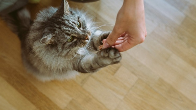 Οι τροφές που καμία γάτα δεν μπορεί να αντισταθεί