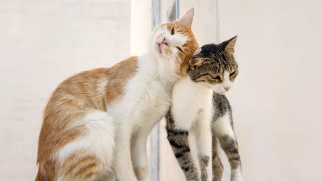 Τα 300 πρόσωπα της γάτας – Τι λένε οι ερευνητές για τις εκφράσεις προσώπου της