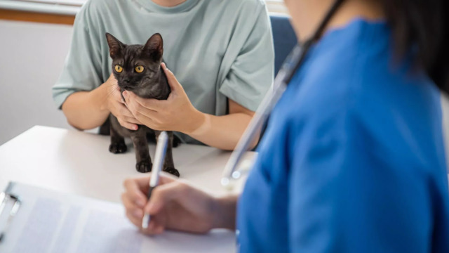 Ποιες είναι οι εξετάσεις που πρέπει να κάνει κάθε γάτα ανά φάση ζωής