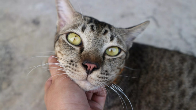 Μπορούν οι γάτες να αναγνωρίσουν πρόσωπα; Τι λένε έρευνες