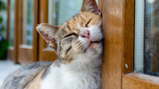 Γιατί οι γάτες τρίβουν το κεφάλι τους πάνω σε διάφορες επιφάνειες