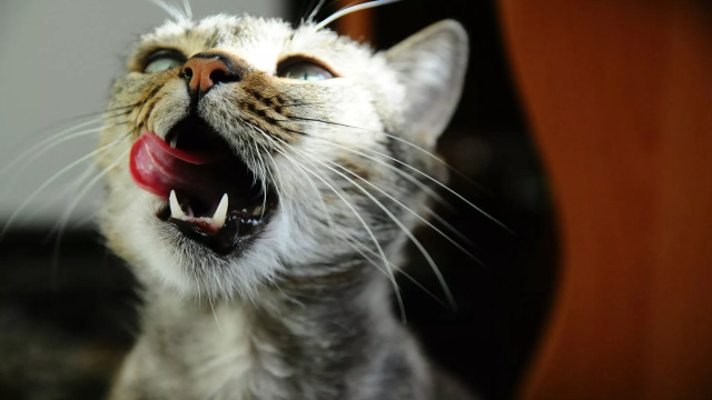 Η ουσία που βρίσκεται σε πολλά τρόφιμα και μπορεί να βλάψει τη γάτα σας