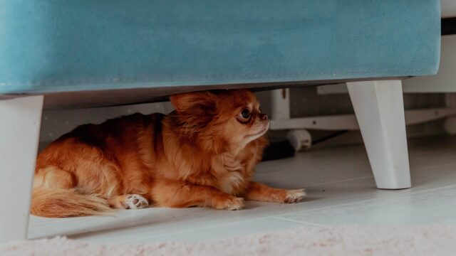 7 αναπάντεχα πράγματα που μπορεί να τρομάζουν τον σκύλο σας