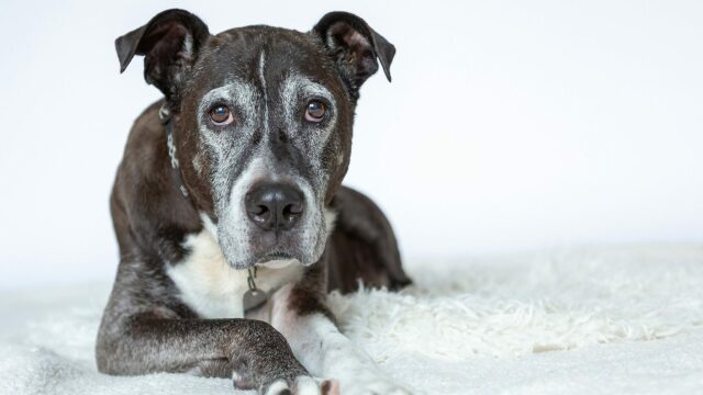 6 πράγματα που ο ηλικιωμένος σκύλος σας θα ήθελε να σας πει