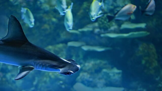 Αυτά τα ζώα αναπαράγονται χωρίς σεξουαλική επαφή