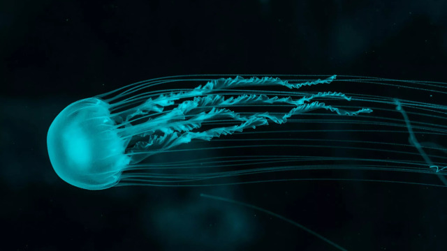 7 «αθάνατα» ζώα