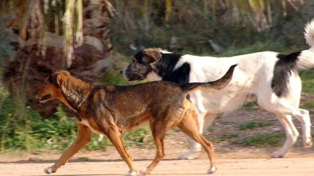 Στη ΜΕΘ τουρίστρια που δέχτηκε επίθεση από αγέλη σκύλων στην Πιερία, συνελήφθη αντιδήμαρχος