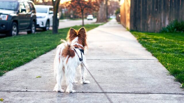 Τι κάνουμε σε περίπτωση που ο σκύλος ξεφύγει και βγει στον δρόμο