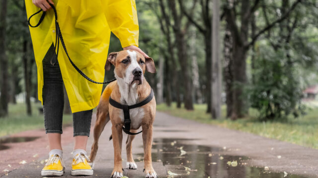 Πώς επηρεάζονται οι σκύλοι από τον καιρό