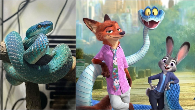 Κίνα: Οι νέοι αγοράζουν δηλητηριώδεις οχιές λόγω της μεγάλης επιτυχίας του «Zootopia 2»