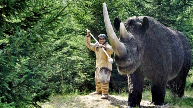 Γεύμα λύκου διατηρήθηκε στη Σιβηρία για 14.400 χρόνια και ρίχνει φως στην εξαφάνιση του μαλλιαρού ρινόκερου