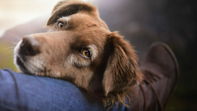Όχι μόνο ασθένειες: Τι πραγματικά διαισθάνονται οι σκύλοι για τους ανθρώπους και το περιβάλλον