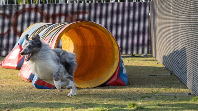 Δείτε στο Woof Festival | Topetmou.gr πώς δυναμώνει η σχέση με τον σκύλο μας μέσα από την εκπαίδευση