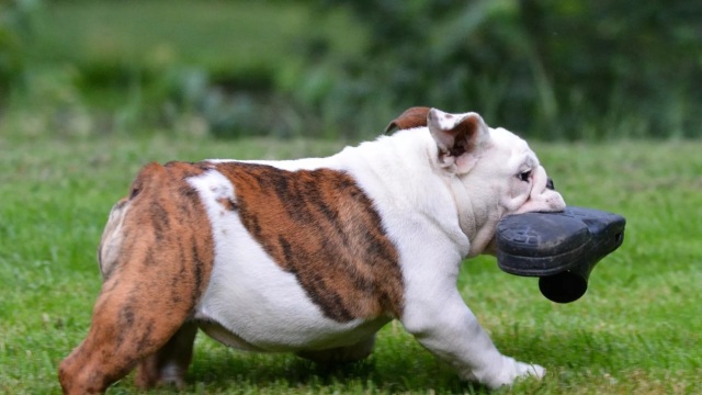 5 πράγματα που μπορείτε να κάνετε την επόμενη φορά που ο σκύλος σας αρπάξει κάτι και τρέξει να φύγει