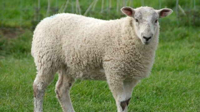 Αγκαλιάστε ένα πρόβατο»: Η πρόταση γερμανικής φάρμας σε όσους νιώθουν μοναξιά