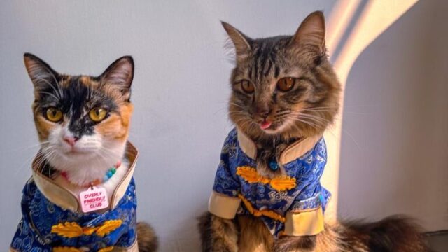 Πώς είναι να είσαι εγκλωβισμένος με τα κατοικίδια σου στο Ντουμπάι: Η μαρτυρία μιας Ελληνίδας
