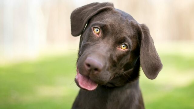 Πράγματα που μόνο όσοι έχουν Λαμπραντόρ Ριτρίβερ καταλαβαίνουν