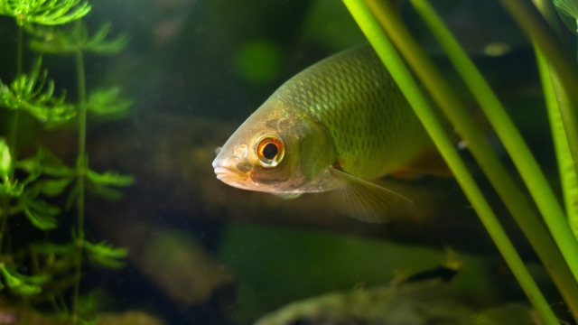 Περιβάλλον: Το ένα τέταρτο των ειδών που ζουν στο γλυκό νερό απειλείται με εξαφάνιση