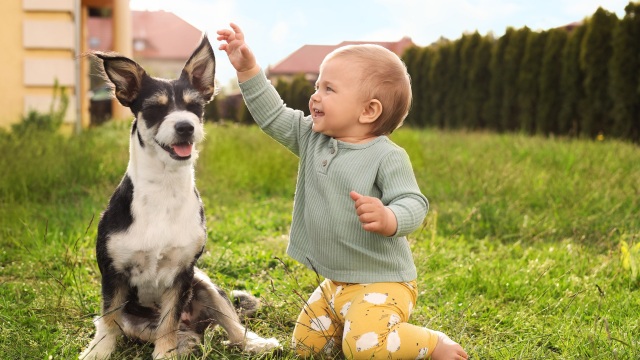 Είναι το κατοικίδιό σας πιο έξυπνο από ένα μωρό; Δείτε τι ακριβώς συμβαίνει