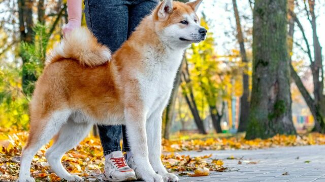 Αυτές είναι οι φυλές σκύλων που δεν θα πιστεύατε ότι γαβγίζουν λιγότερο από τις άλλες