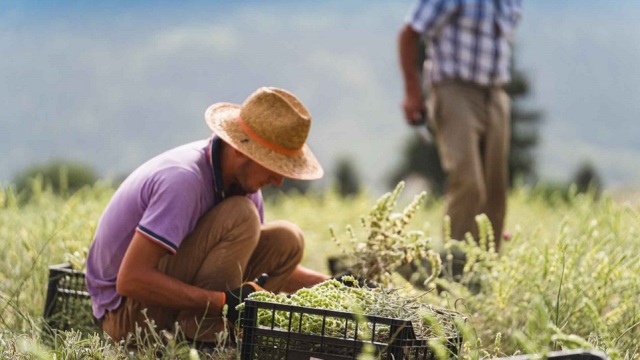Το τσάι Βελουχίου που συλλέγεται με τα χέρια στα 1.200 μέτρα υψόμετρο
