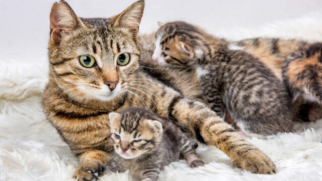 Δείτε αν οι γάτες θυμούνται τα μωρά τους αφού τα αποχωριστούν