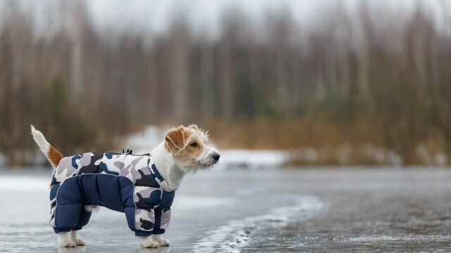 Σκύλος και χειμώνας: 6 πράγματα που λέγονται αλλά δεν είναι αλήθεια