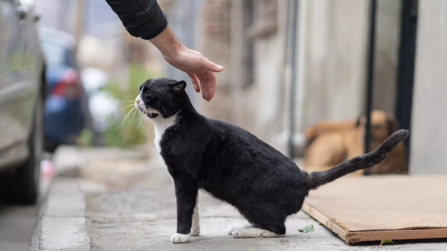 Αποφασίσατε να υιοθετήσετε μια γατούλα από το δρόμο; Τι πρέπει να κάνετε αρχικά