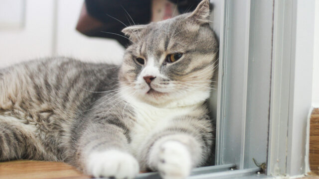 Ποιες αλλαγές στη συμπεριφορά της γάτας σας πρέπει να σας ανησυχήσουν