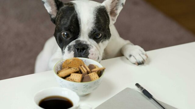 Τι να κάνετε αν ο σκύλος σας φάει κάτι που δεν πρέπει μέσα στο σπίτι
