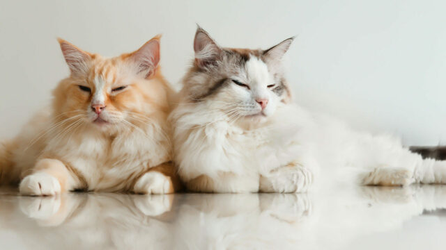 Πώς να γνωρίσετε τη νέα σας γάτα στην άλλη που ήδη ζει στο σπίτι