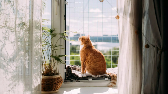 Οι λόγοι που πρέπει να κρατάτε τη γάτα σας μέσα στο σπίτι