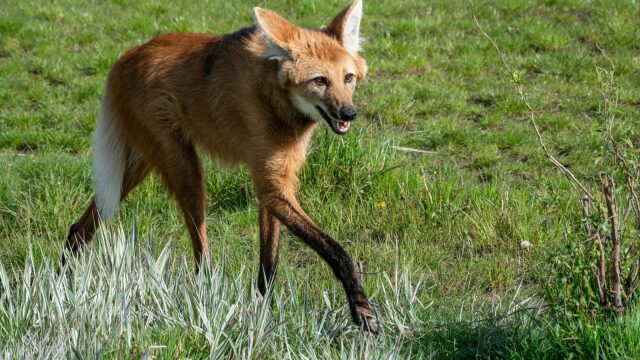 Δεν είναι ούτε λύκος ούτε αλεπού- Απίστευτα πράγματα για τον μοναδικό Χαιτοφόρο λύκο