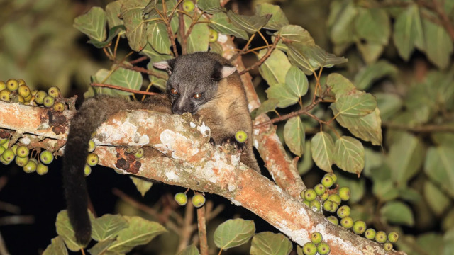 Δείτε τα πιο απίστευτα πράγματα που τρώνε πολλά ζώα
