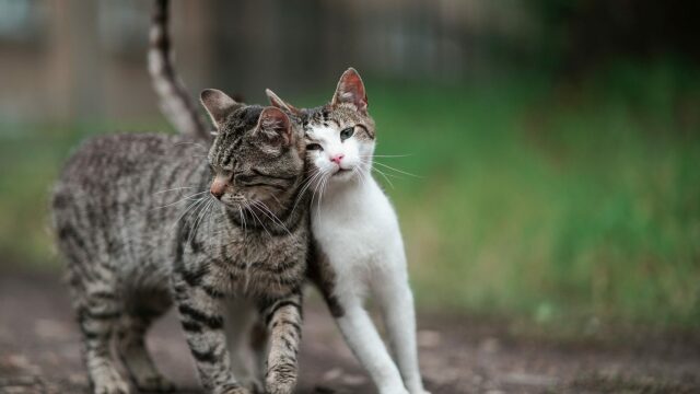 Κάντε το κουίζ και δείτε πόσο καλά ξέρετε τις γάτες