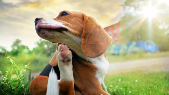 Έχει το κατοικίδιό σας ψύλλους; Πώς θα το καταλάβετε και τι να κάνετε για αυτό