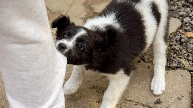Τι πρέπει να κάνετε αν σας δαγκώσει ο σκύλος σας