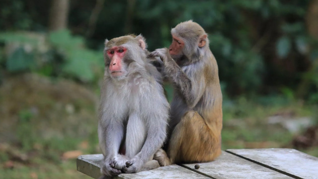 Αυτοί είναι οι 4 άγνωστοι τρόποι με τους οποίους επικοινωνούν τα ζώα μεταξύ τους