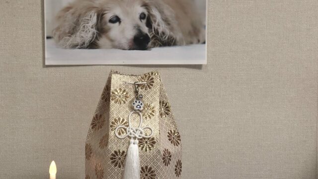 Αποτέφρωση κατοικιδίου: Οι 4 λόγοι που όλο και περισσότεροι κηδεμόνες την προτιμούν