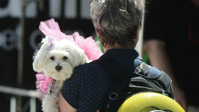 Woof Festival | Topetmou.gr: Το μεγαλύτερο Φεστιβάλ Φιλοζωίας έρχεται 5 & 6 Απριλίου, στο Πεδίον του Άρεως
