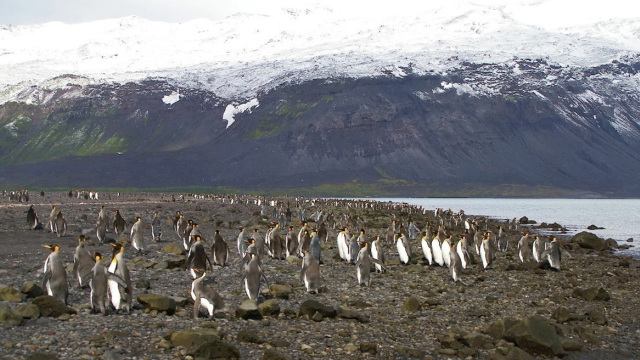 Δασμοί έως και σε… πιγκουίνους – Τα παράδοξα της λίστας Τραμπ με ατόλες και πάμπτωχα κράτη (pics) 