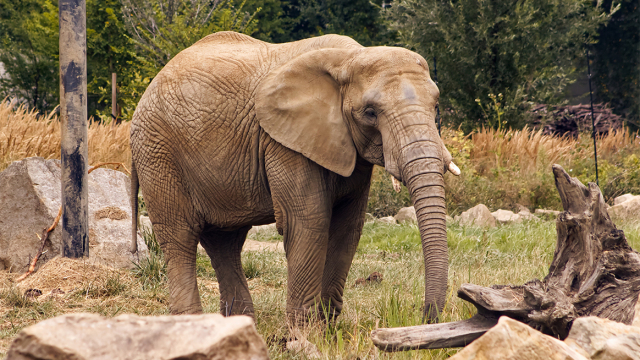 Eλέφαντας - φονιάς στην Ινδία έχει σκοτώσει 20 άτομα σε εννέα ημέρες, ανάμεσά τους και έναν πατέρα με τα παιδιά του 6 και 8 ετών
