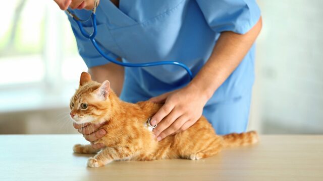 Σε ποιες περιπτώσεις πρέπει να πάτε τη γάτα σας στα επείγοντα