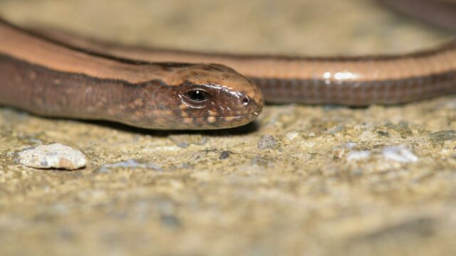 Φίδι ή άποδη σαύρα; Πώς μπορείτε να τα ξεχωρίσετε