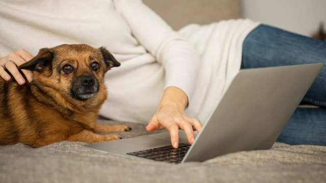 6 πράγματα που κάνει ο σκύλος σας και δείχνουν ότι δεν σας εμπιστεύεται