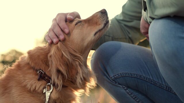 Pet guilt: Τα 5 πράγματα για τα οποία νιώθουν ενοχές όσοι έχουν σκύλο