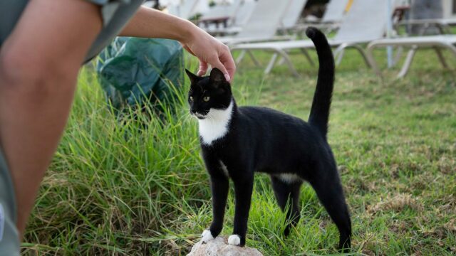 Τι πρέπει και τι δεν πρέπει να κάνετε όταν συναντάτε για πρώτη φορά μια γάτα