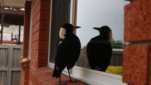 Καρακάξες: Όσα δεν γνωρίζουμε για τα πανέξυπνα πουλιά που αναγνωρίζουν τον εαυτό τους στον καθρέφτη